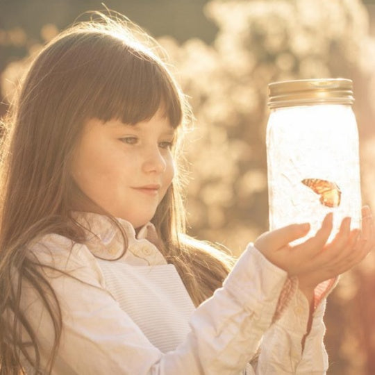 Simulation Butterfly Physical Photo Butterfly Jar