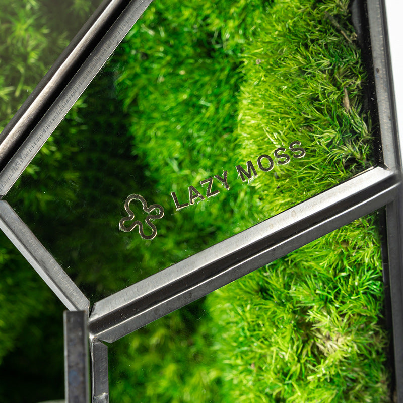 Green Plant Ecological Bottle Potted Plants