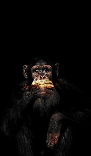 See No Evil, Speak No Evil, Hear No Evil Modern Decorative Abstract Monkey Wall Art Canvas