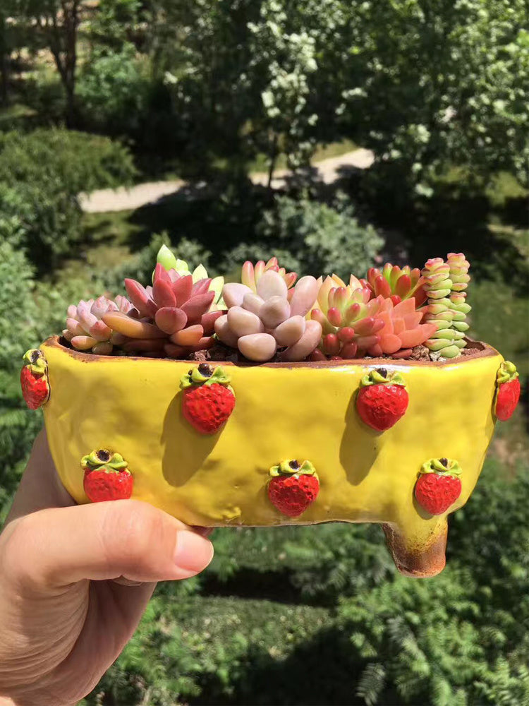 Strawberry Stoneware Succulent Plant Pot