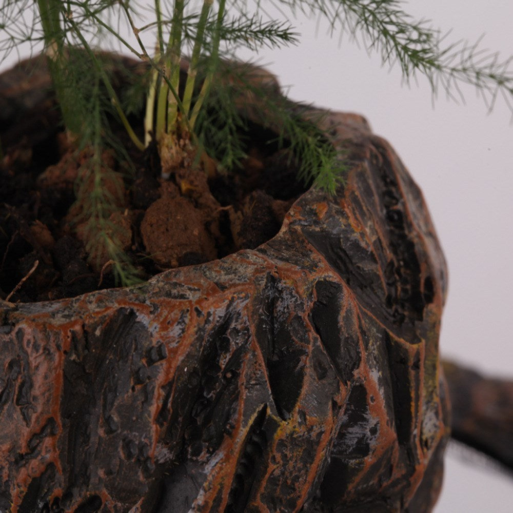Plants Float in Air